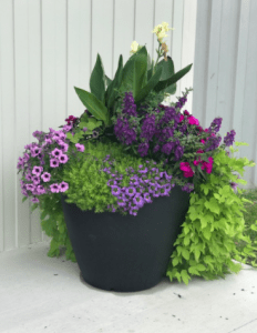 large flower pot full of purple flowers